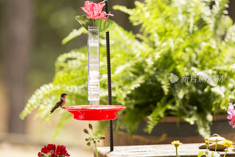 蜂鸟在春天觅食。