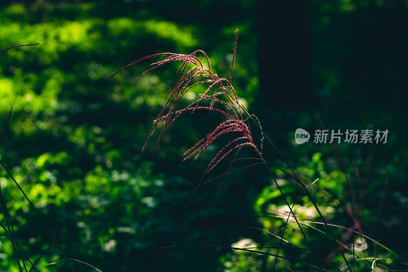 春天的草地。自然背景。花和植物。