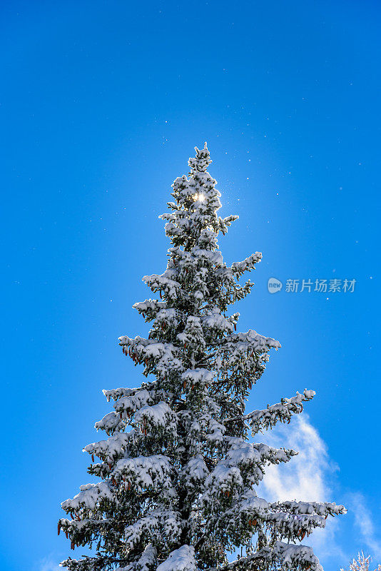 积雪常青树