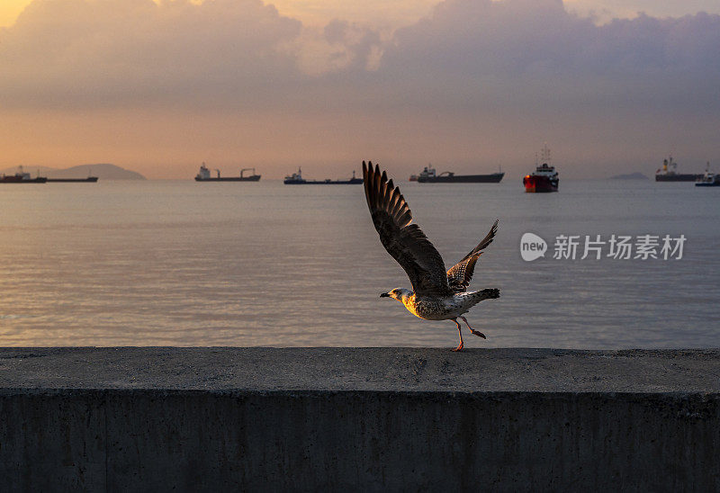 伊斯坦布尔巴基尔科伊海滩上的海鸥