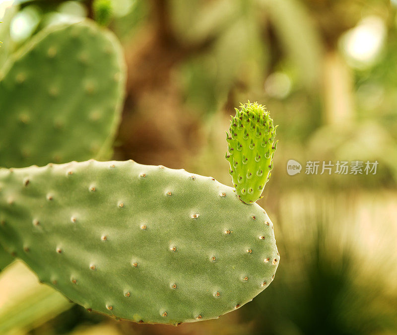 巴尔奇克植物园的仙人掌。