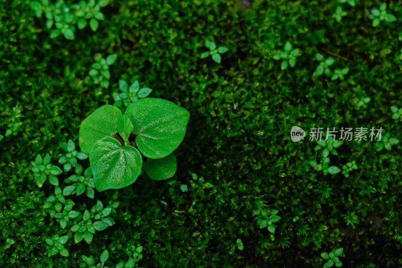 宏是雨林中的一种绿色苔藓。