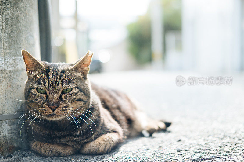 街上昏昏欲睡的虎斑猫