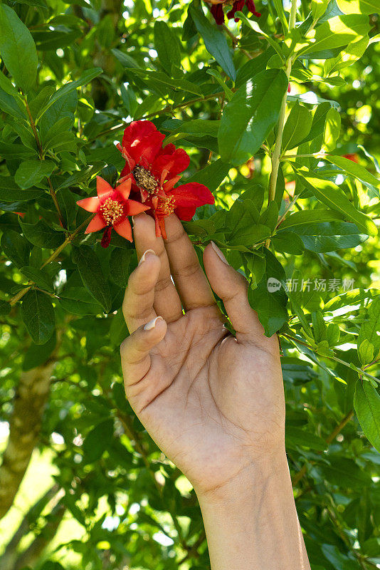 年轻女子手摸石榴花