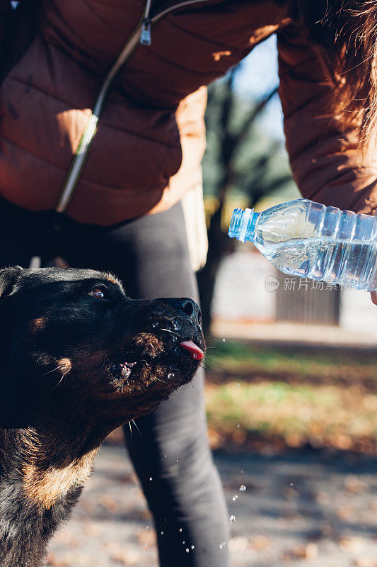 罗威纳犬舔水