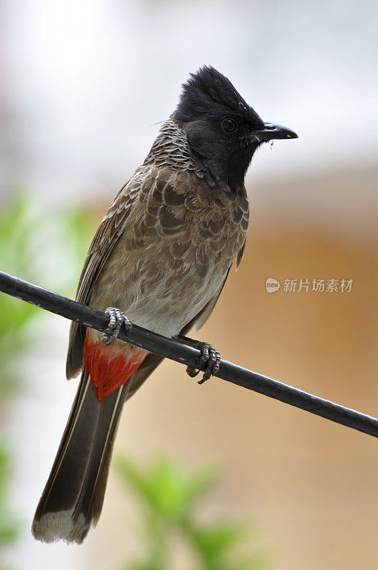 BIRD-Red发泄夜莺