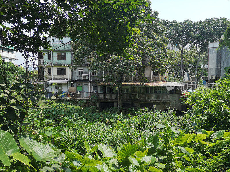 位于香港西贡镇的热带灌木