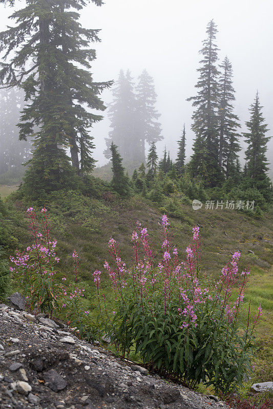 雾中的花沿着贝克山野生游乐区的艺术家山脊步道