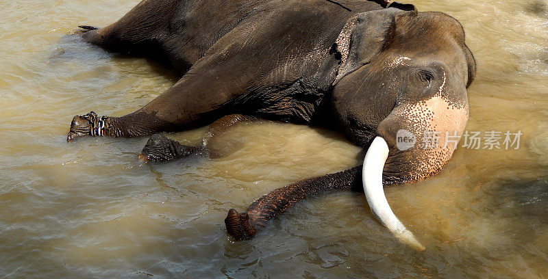 河里的大象，洗澡的大象，印度的大象，一只长牙的大象。