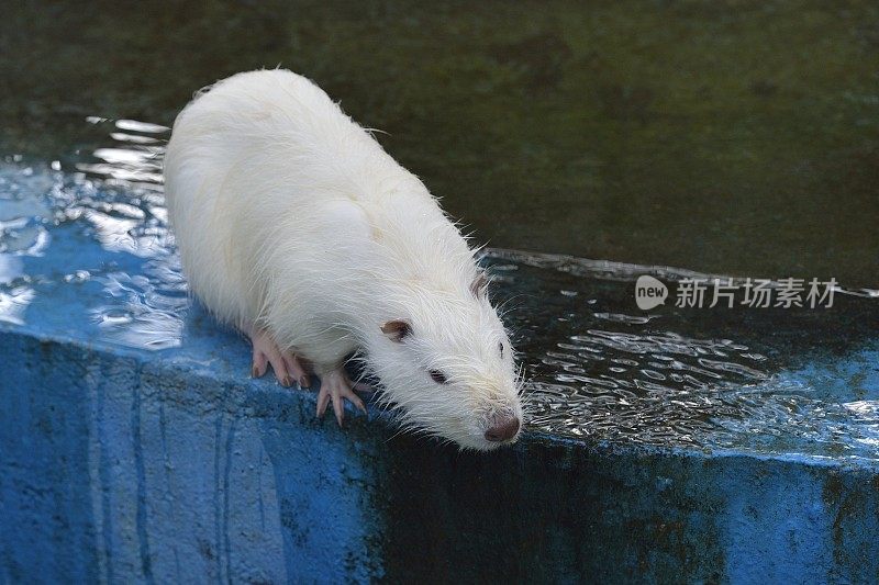 水獭