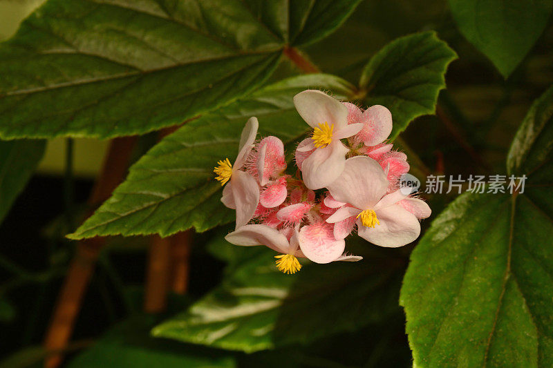 开花的粉红色的秋海棠。