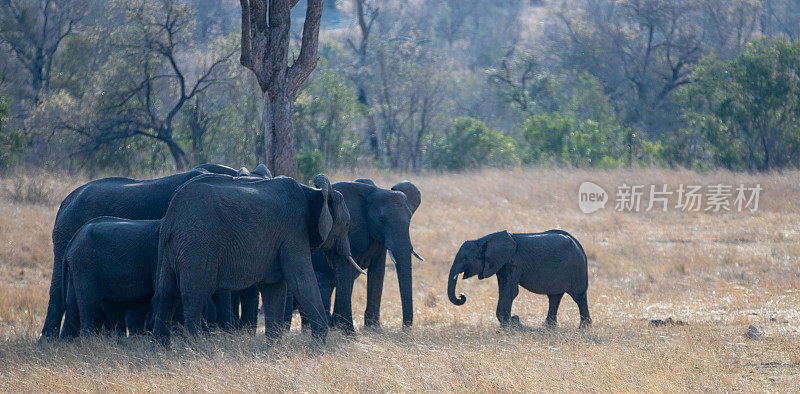 南非克鲁格国家公园的小非洲象重新加入了他的象群