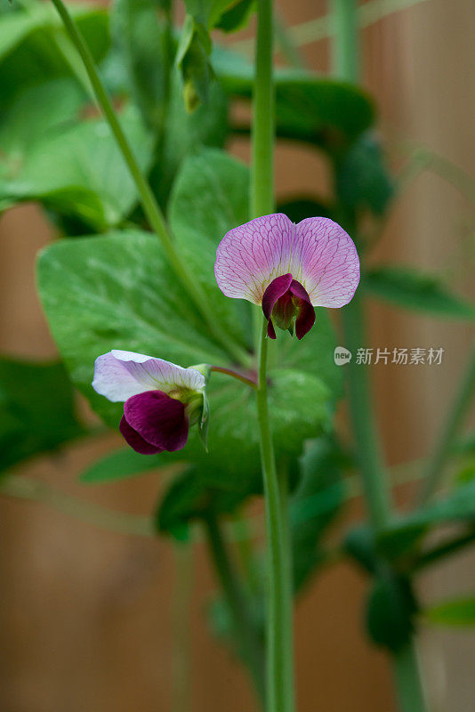 加拿大的菜园-六月初紫色攀缘豌豆花特写