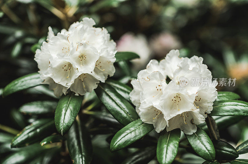 杜鹃花力量