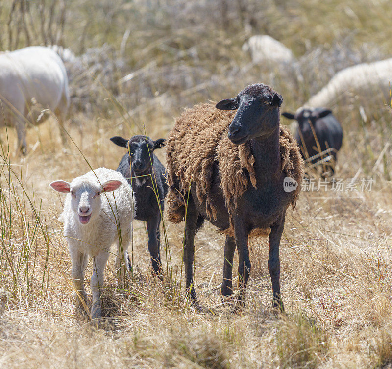 加州海洋牧场——绵羊在海边的草地上吃草
