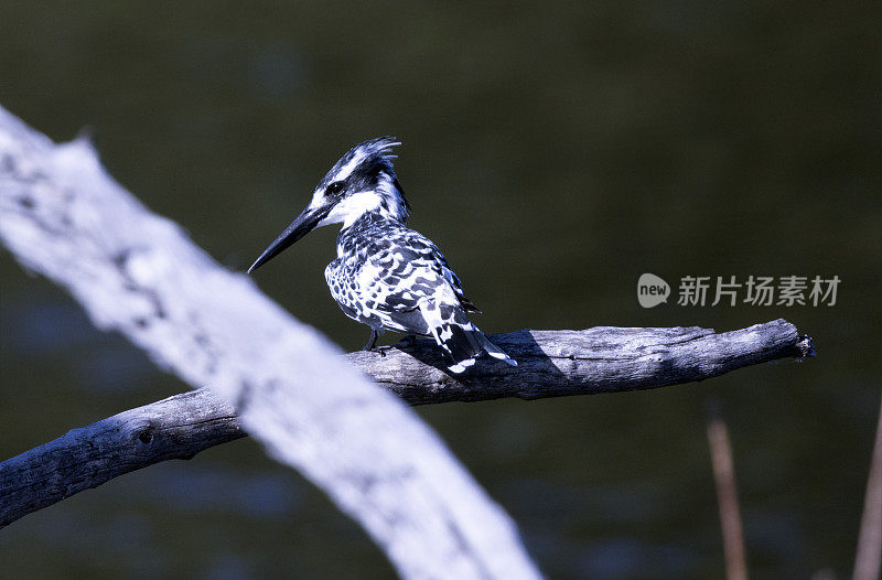 鹦鹉翠鸟