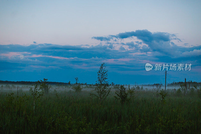 雾沼泽。自然背景。早上的日出。美丽的夏天有雾的风景。在marsch黄昏。有雾的黎明。风景如画的日出。浓雾。