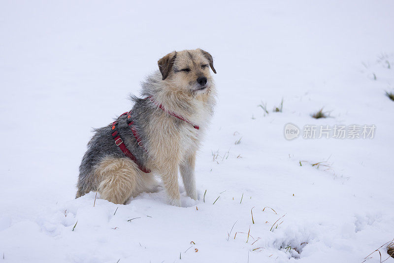 杂交狗坐在雪地里，闭着眼睛