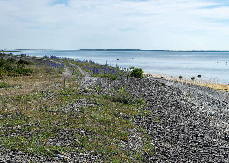 夏日的萨雷马海滩，沙丘上的沙道，哈里莱德自然保护区，爱沙尼亚，波罗的海