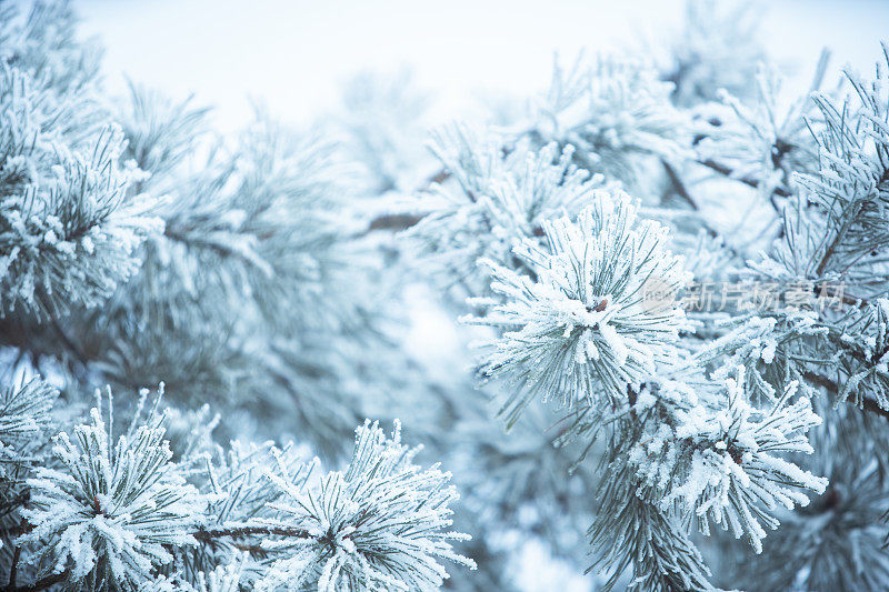 冬天的景象——覆盖着积雪的冰冻松枝。森林里的冬天