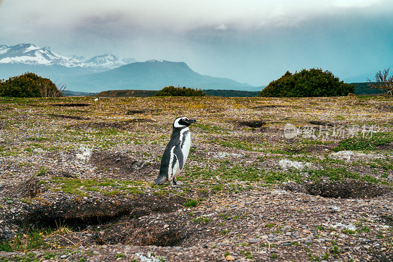 一只孤独的麦哲伦企鹅在巴塔哥尼亚的马提略岛
