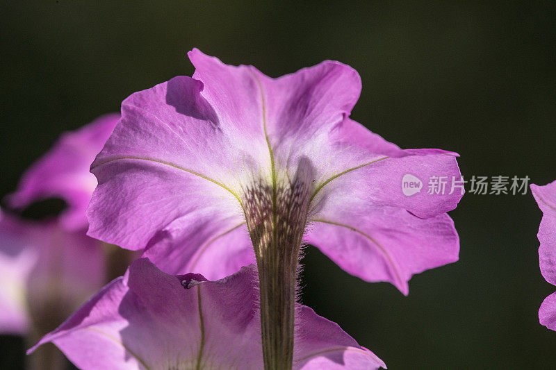 爬虫花朵特写