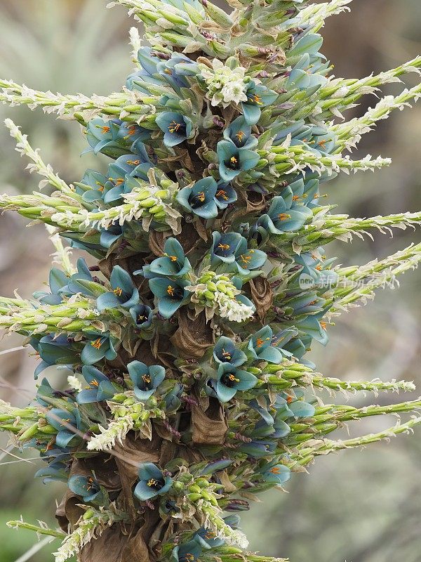 一种大的蓝普亚花，有时被称为绿松石沙加尔