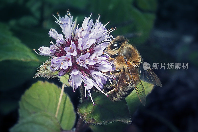 意大利蜜蜂，西方蜜蜂昆虫