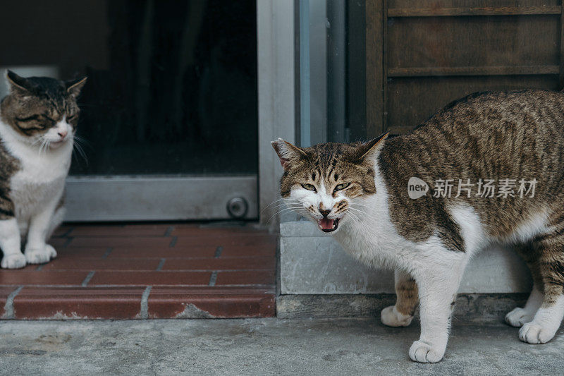 一只喵喵叫的猫，一张吓人的脸，一只一动不动的猫