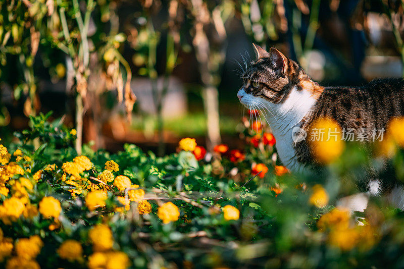 花园中的虎斑猫