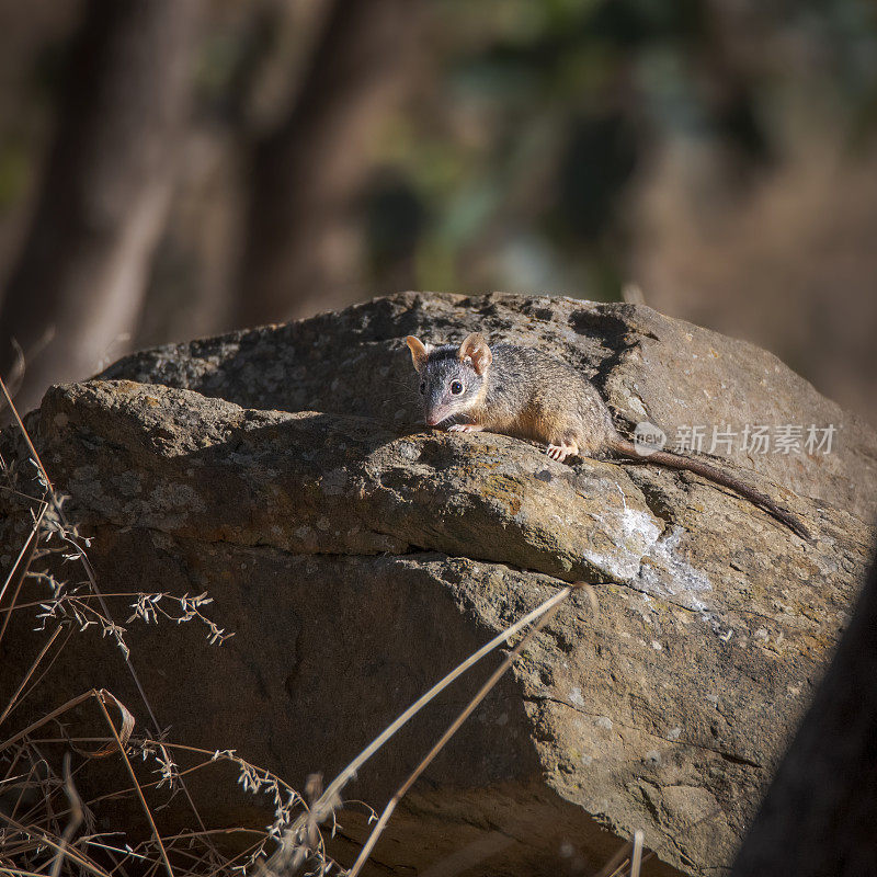 岩石上的松鼠特写镜头