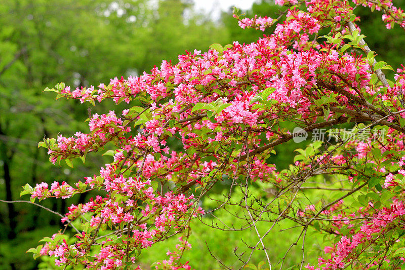 锦带花:花