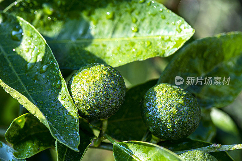 花园里一棵未成熟的柠檬树苗发芽的特写