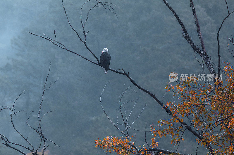 秃鹰栖息在树枝上