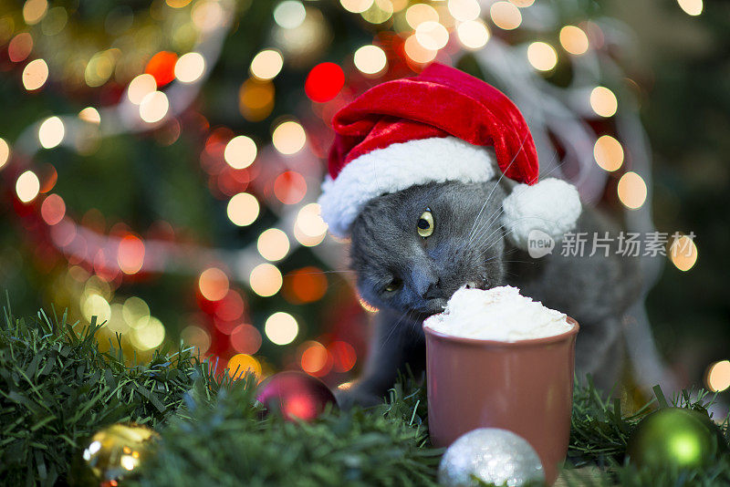 猫喝圣诞饮料