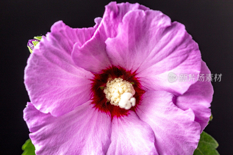 一张芙蓉花在黑色背景上绽放和生长的照片。百合花盛开，芙蓉花蕾绽放。