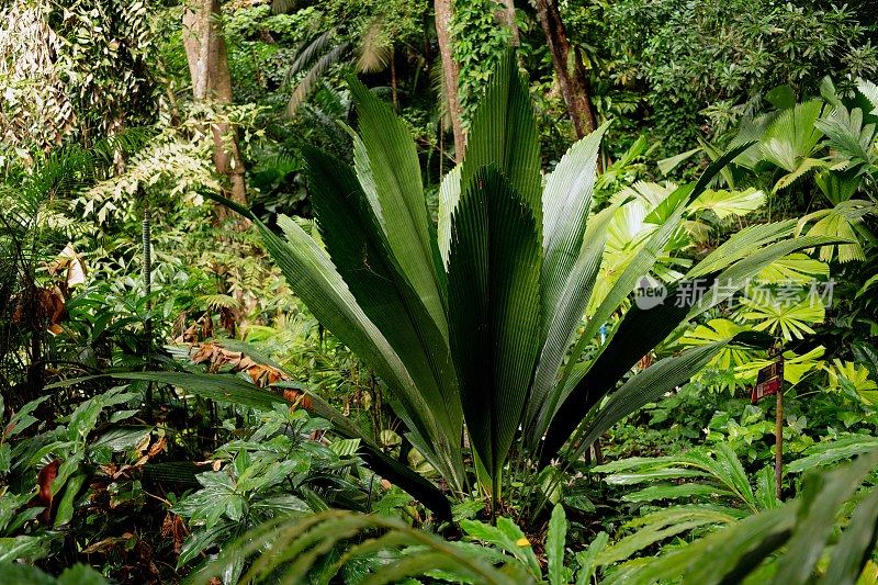 郁郁葱葱的绿色植物在热带丛林森林马来西亚槟城岛