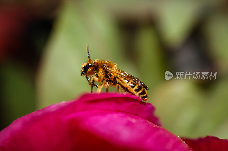 蜜蜂在花叶上，粉红色调，微距拍摄
