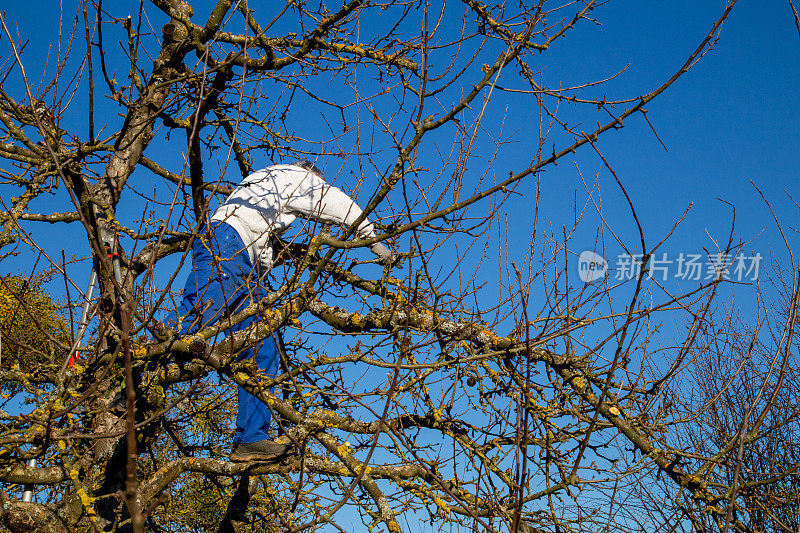 苹果树在春天被砍伐