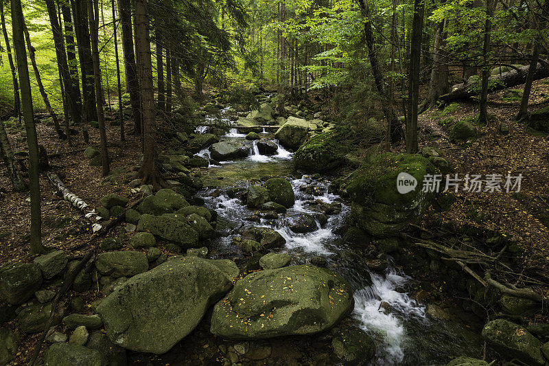 山间小溪在绿色的森林里