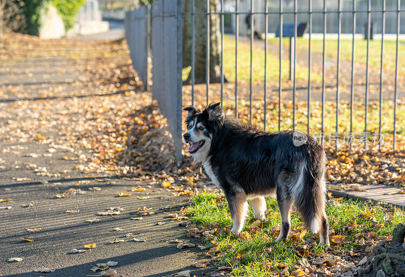 高级边境牧羊犬近距离肖像