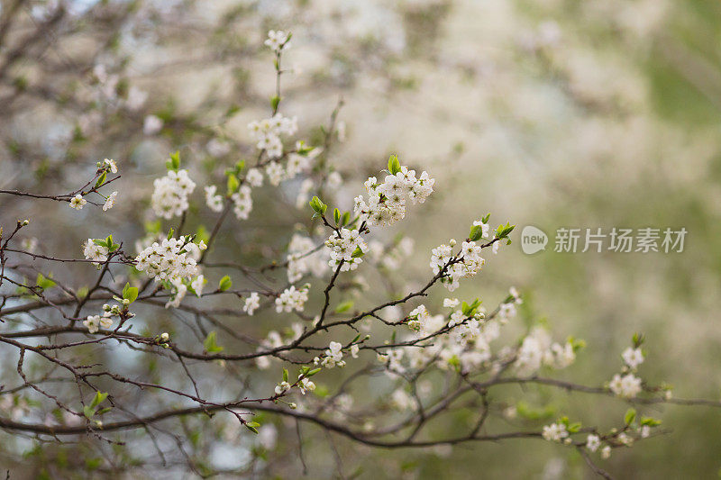 白色的春花。盛开的樱花。春季自然背景