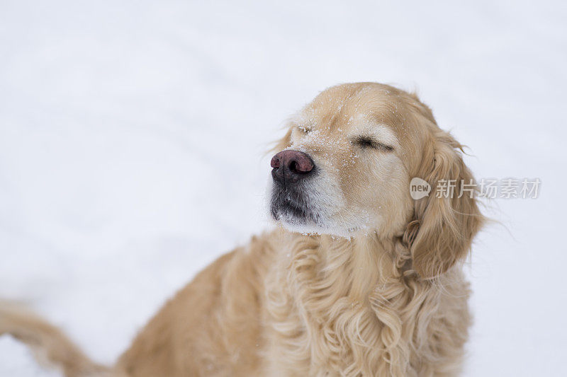 狗狗享受雪