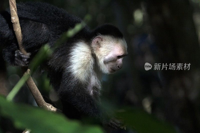 白面卷尾猴在树上