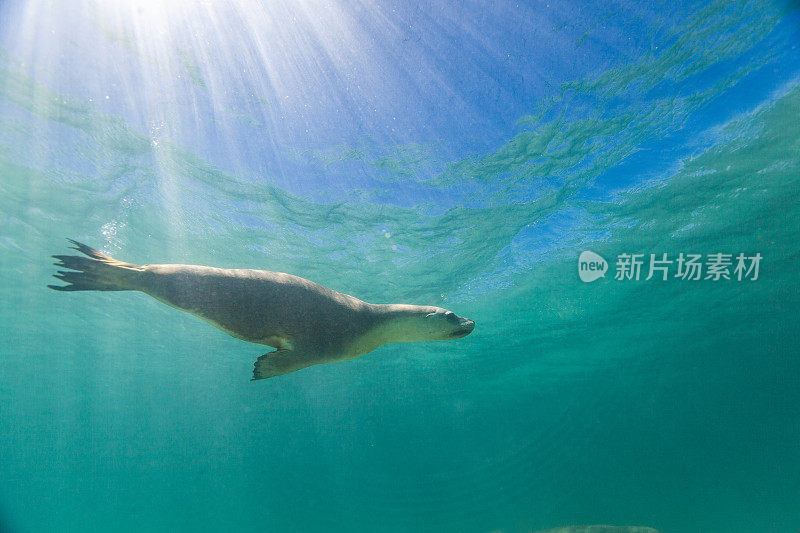 在阳光明媚的日子里，在浅水中嬉戏的海狮或海豹的特写
