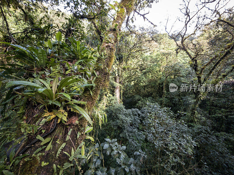 在哥斯达黎加云雾森林中覆盖着地衣和共生植物的树