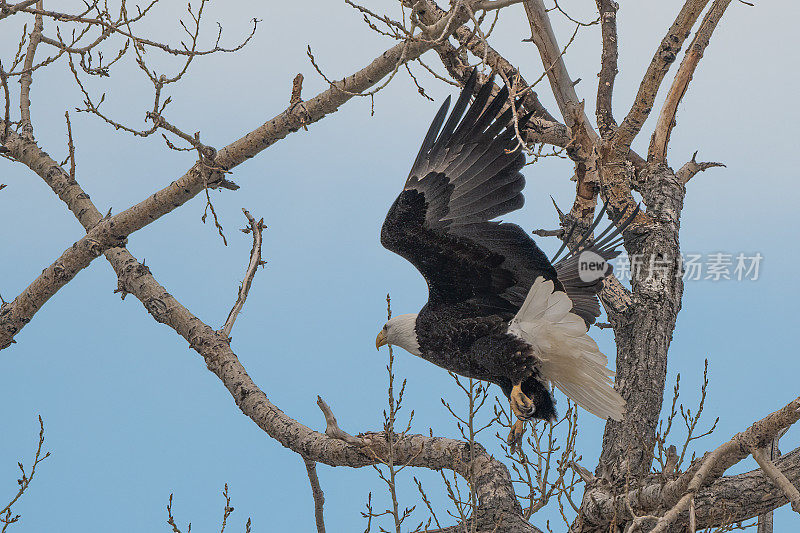 美国蒙大拿州大草原上的秃鹰栖息在树上