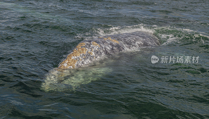 灰鲸的头部，上面有藤壶和鲸虱。Eschrichtius南方。拉古纳·奥霍·德·利布雷，下加利福尼亚南部，墨西哥。