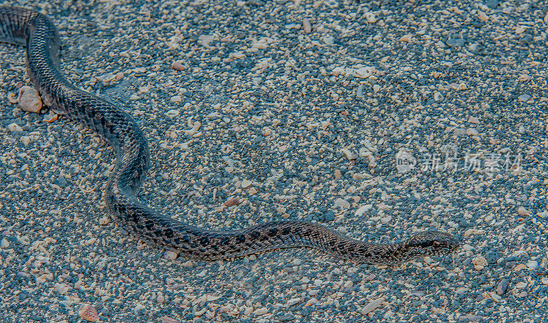 加拉帕戈斯费尔南地纳蛇;背蝇或伪背蝇。蓬塔埃斯皮诺萨，费尔南迪纳岛，加拉帕戈斯群岛