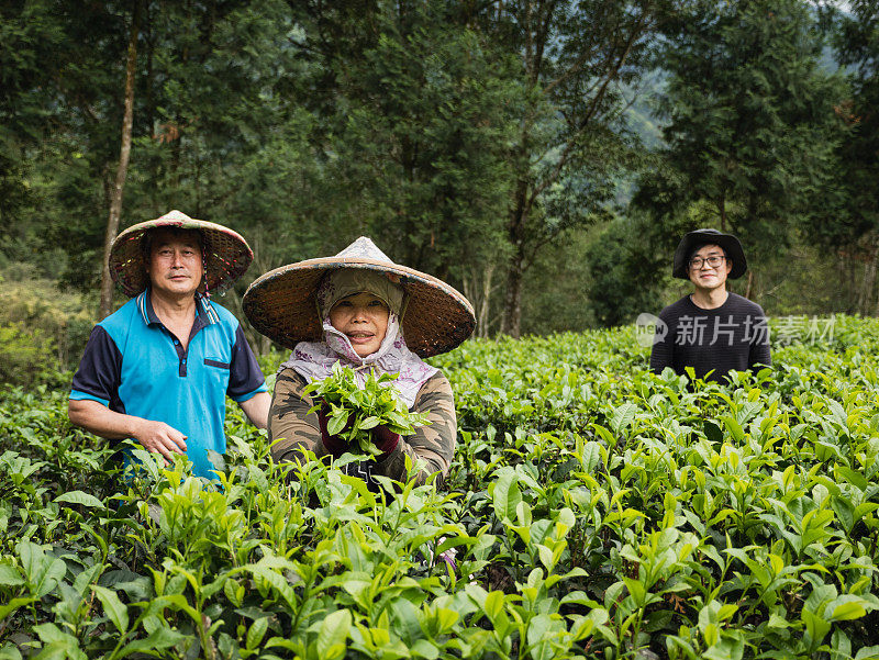 有自己茶园的家庭